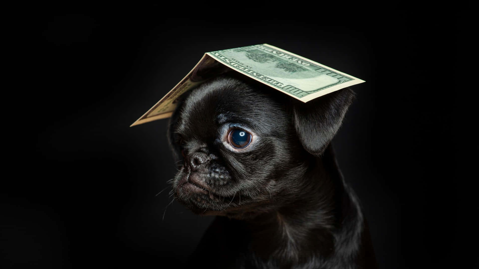 A Black Pug With A Dollar Bill On Its Head