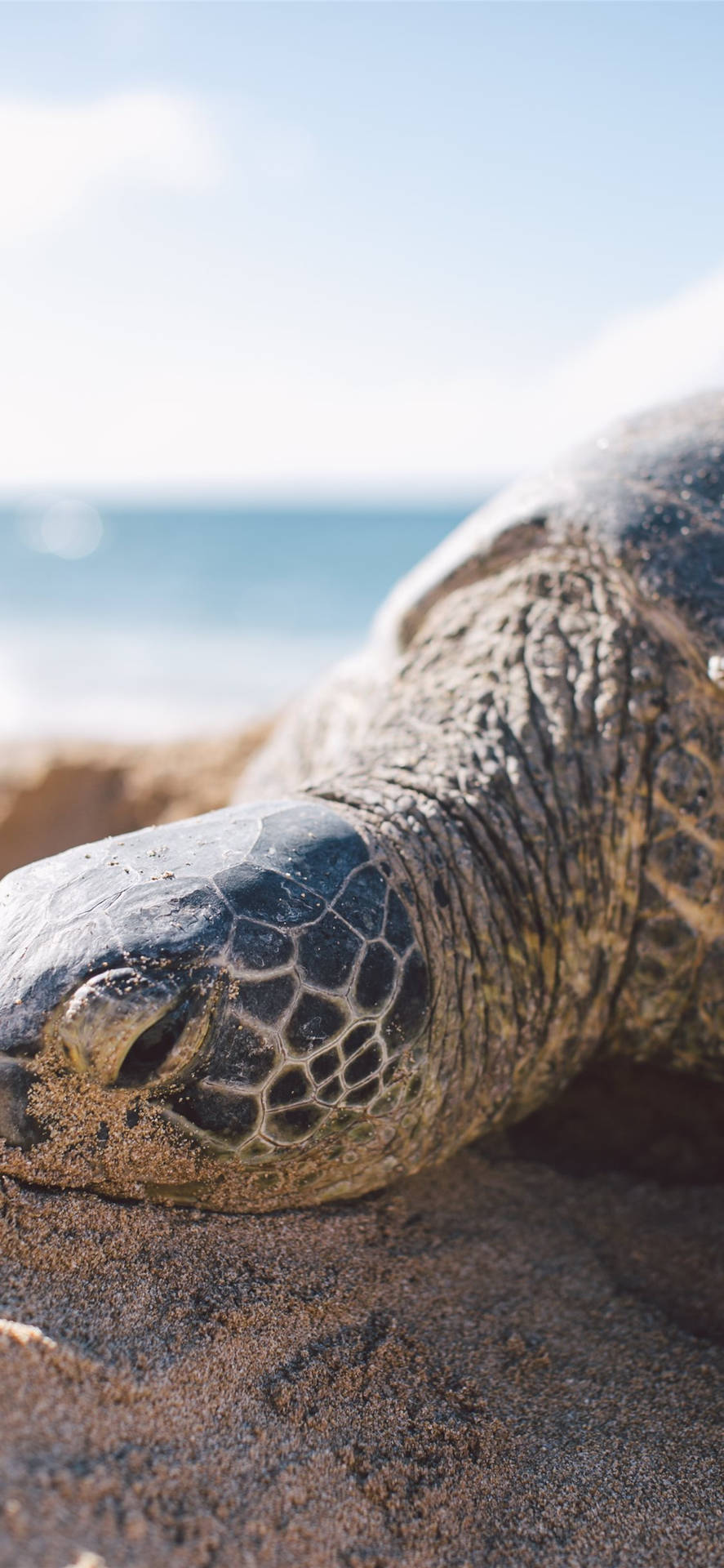 A Black Sea Turtle Swims Among The Coral Reef Background