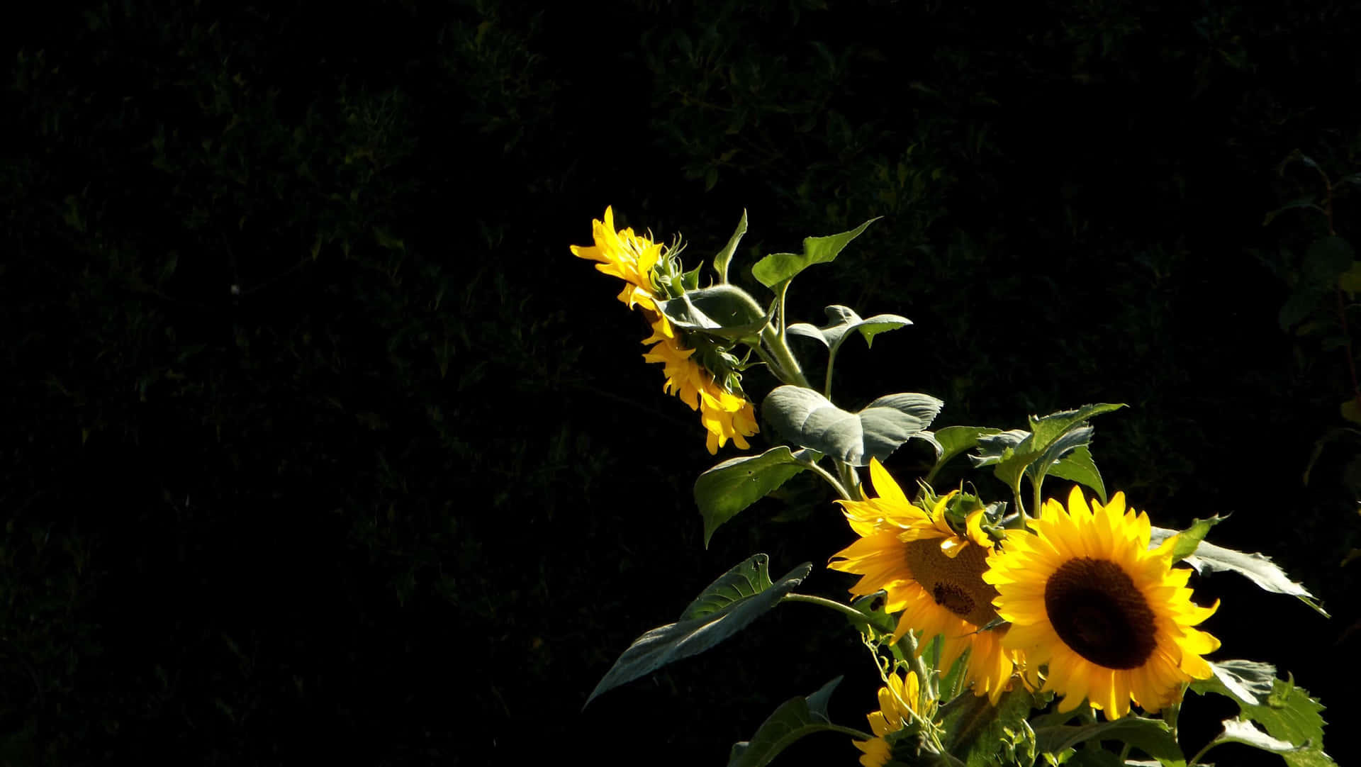 A Black Sunflower In Full Bloom Background