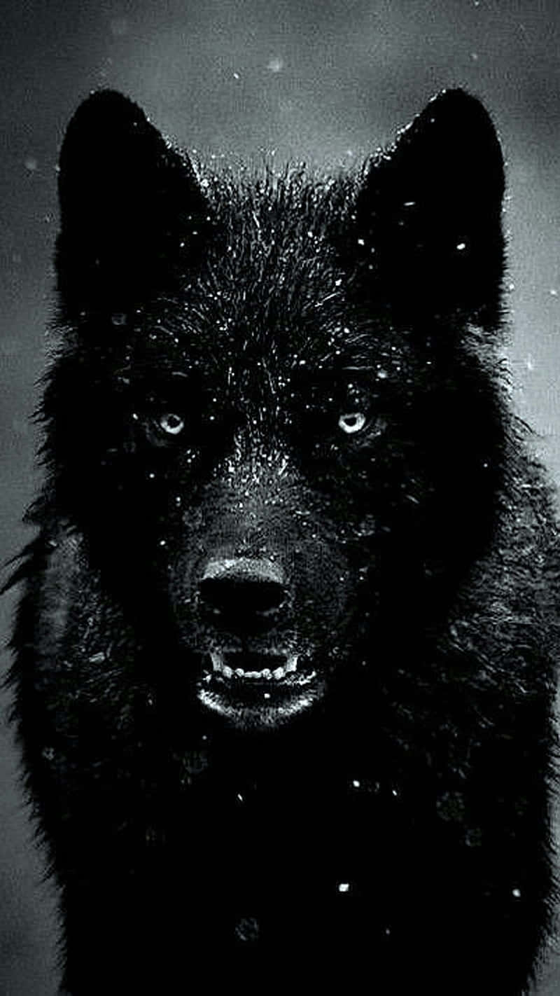 A Black Wolf Is Standing In The Snow Background