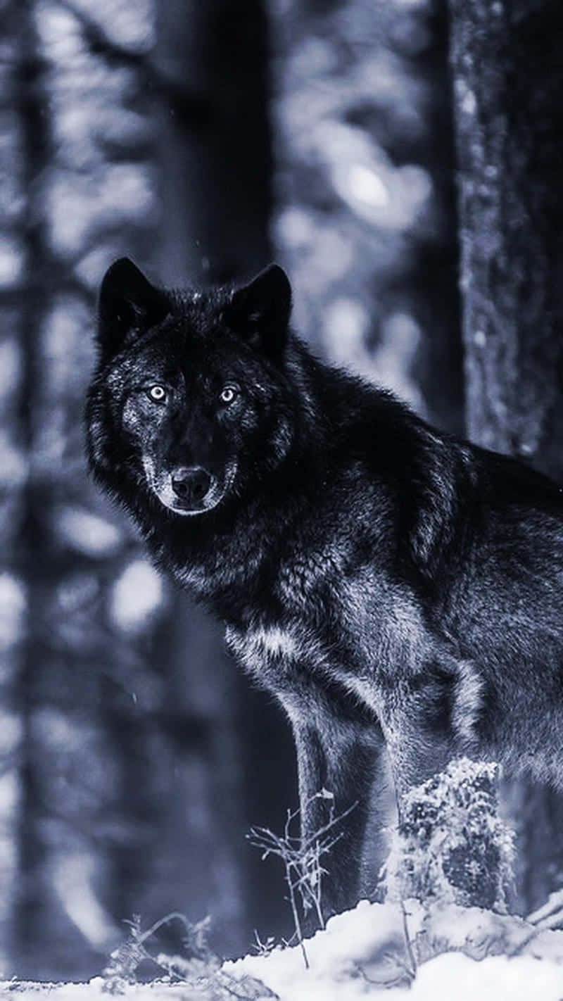 A Black Wolf Standing In The Snow Background