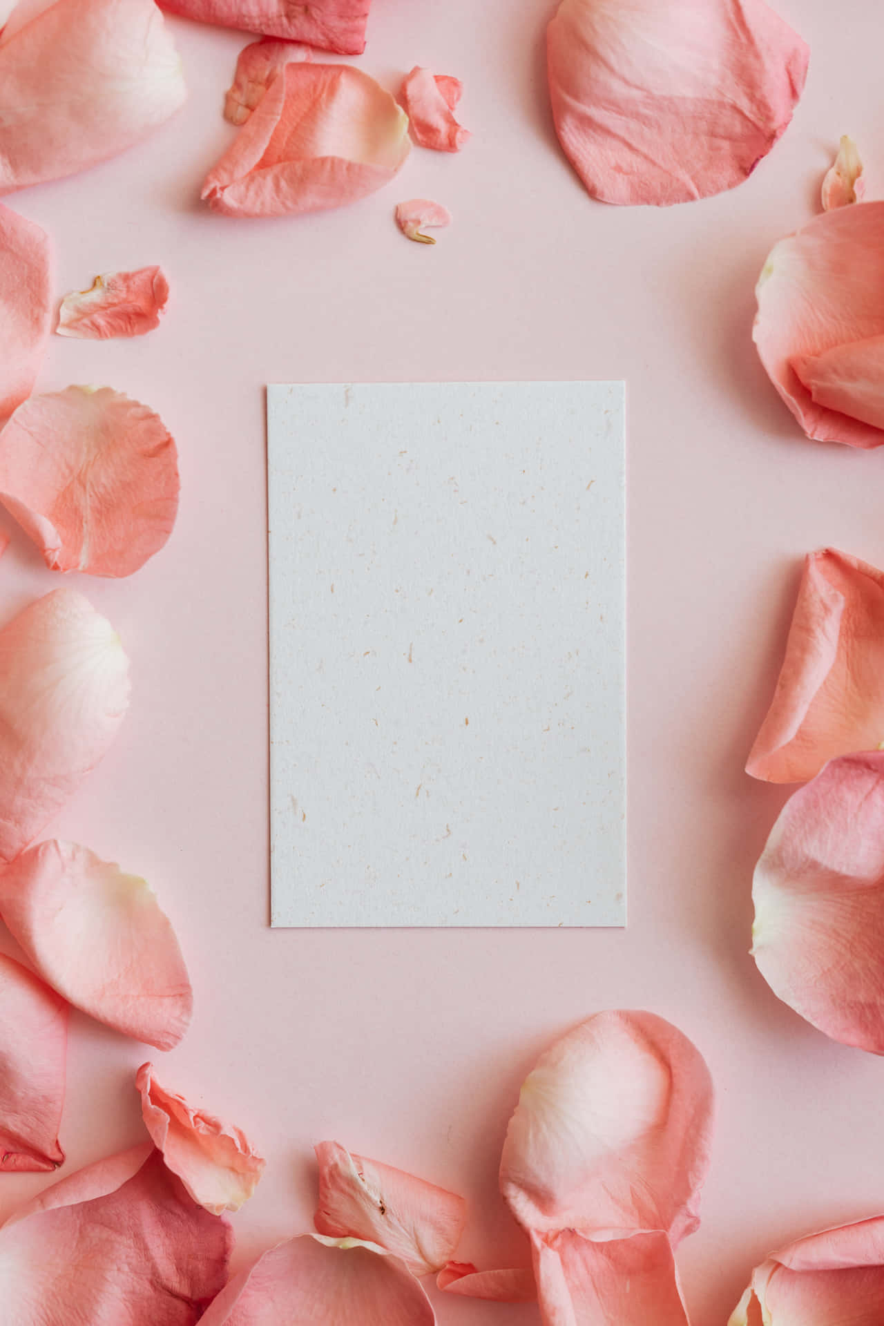 A Blank Paper Is Surrounded By Pink Rose Petals Background