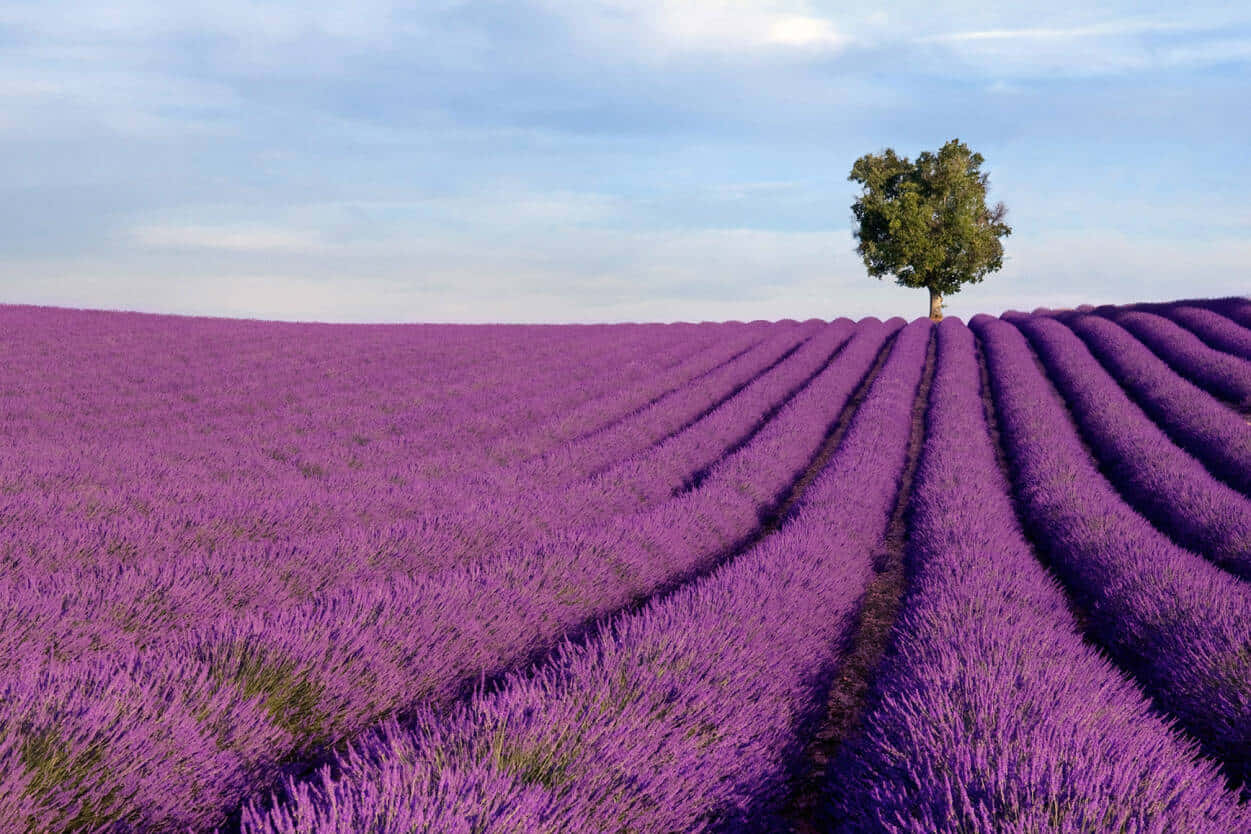 A Blissful Retreat In A Field Of Lavender