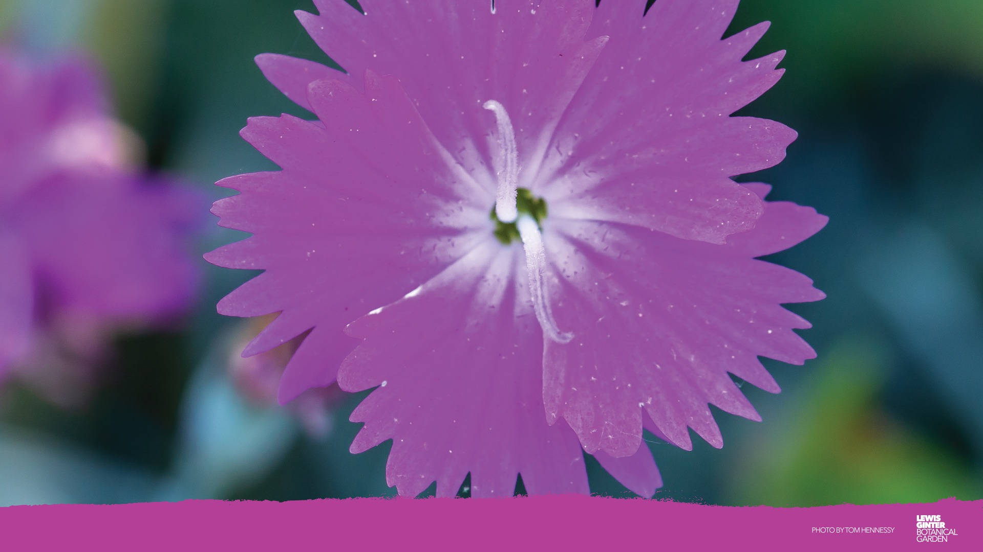 A Bloom Of Colorful Zoom Flower