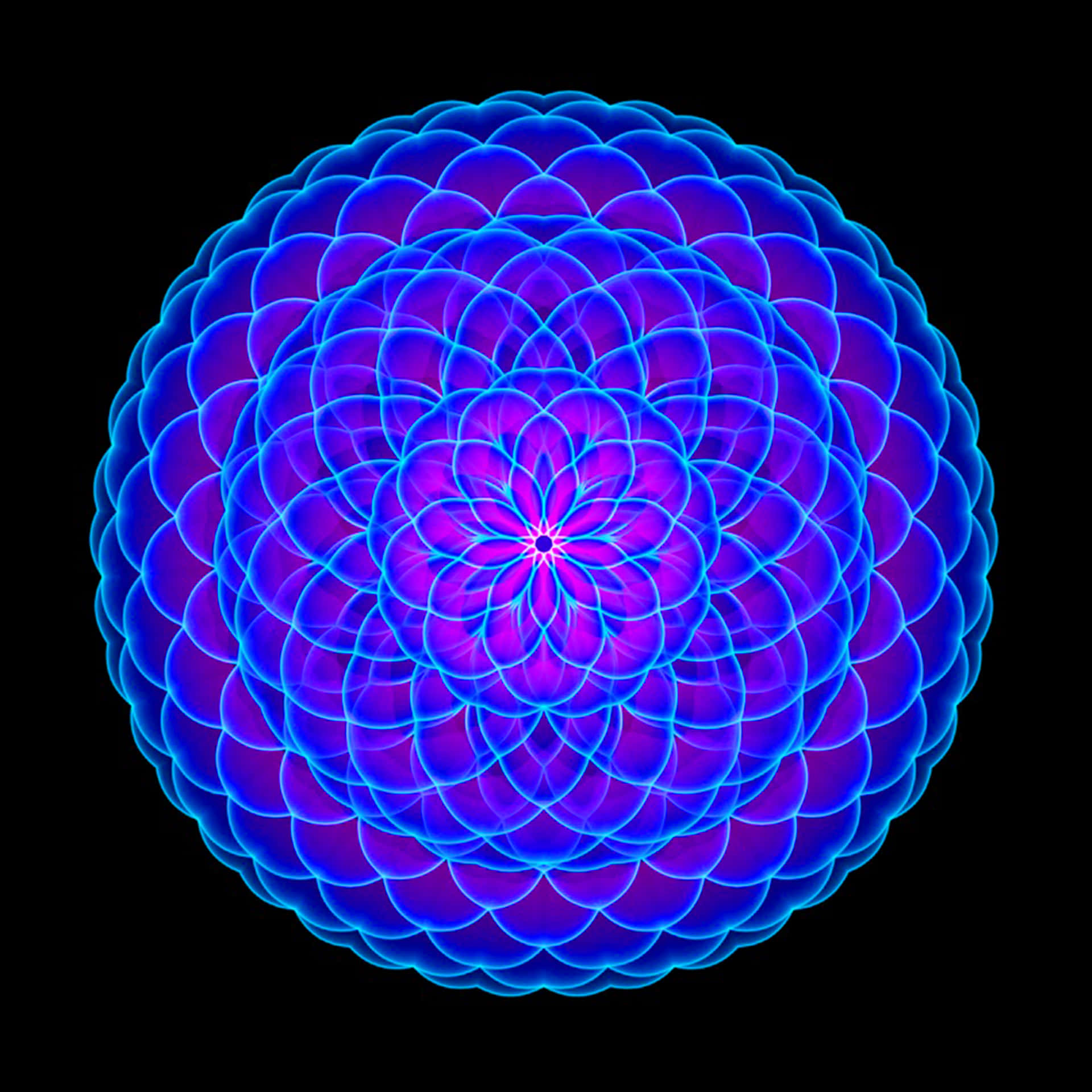 A Blue And Purple Flower On A Black Background Background