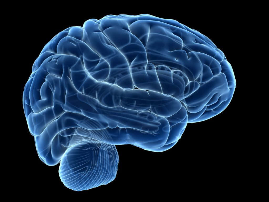 A Blue Brain On A Black Background Background
