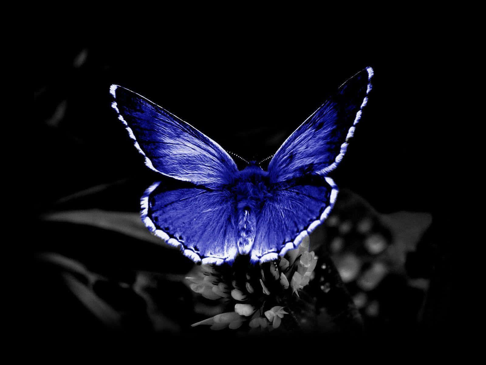 A Blue Butterfly Is Sitting On A Black Background Background