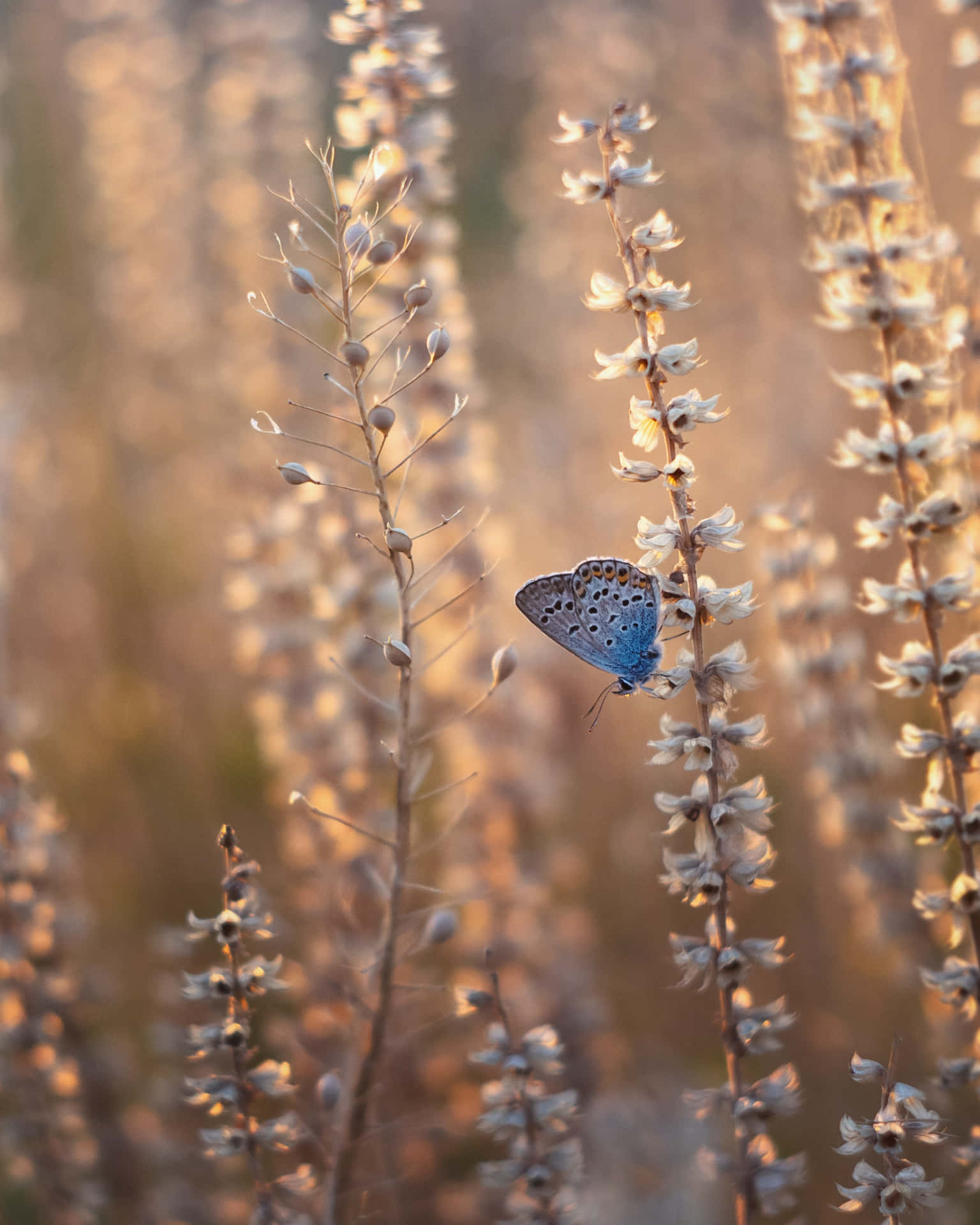 A Blue Butterfly Is Sitting On A Plant In The Sun Background