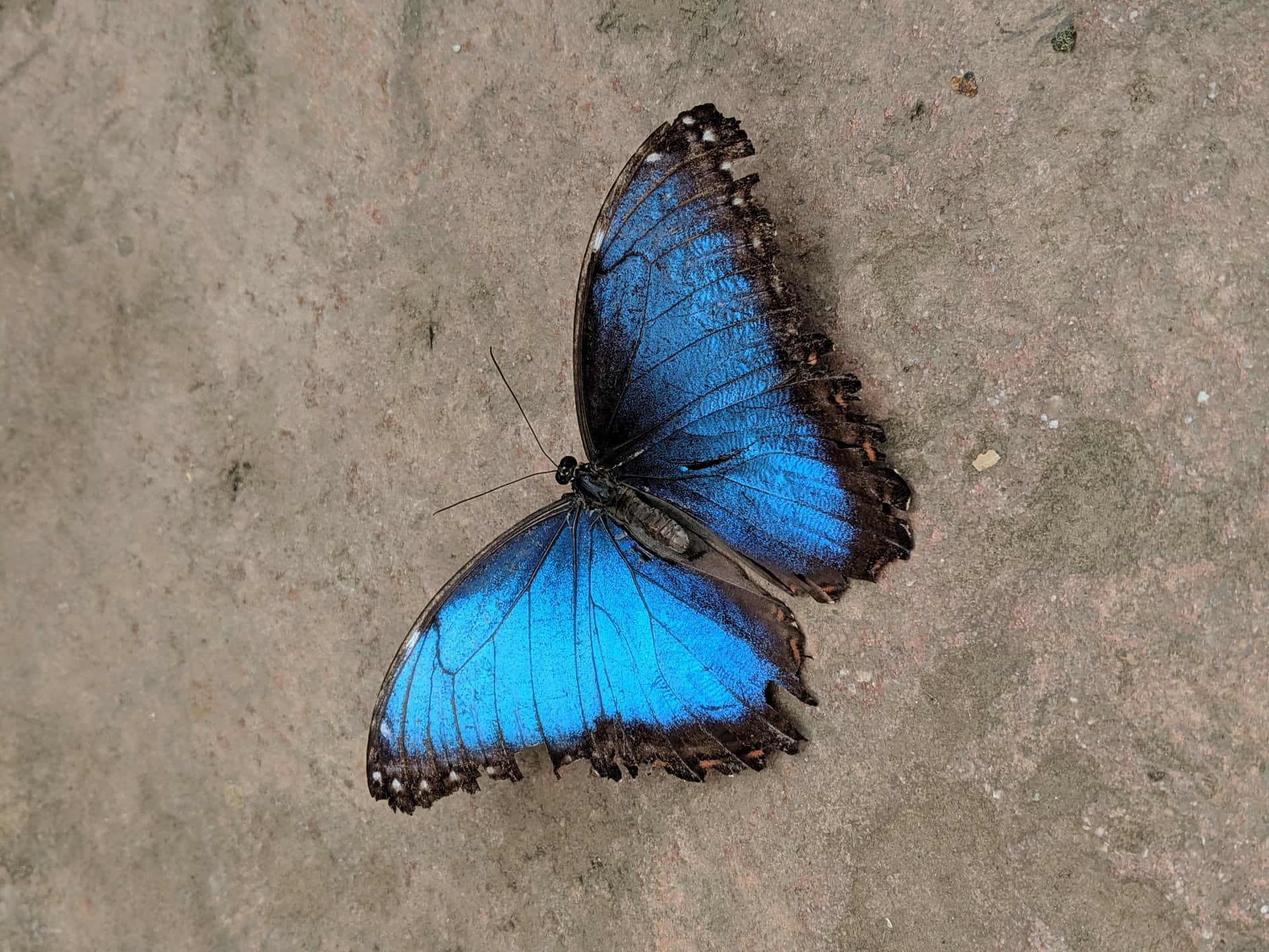 A Blue Butterfly Resting On The Ground Background