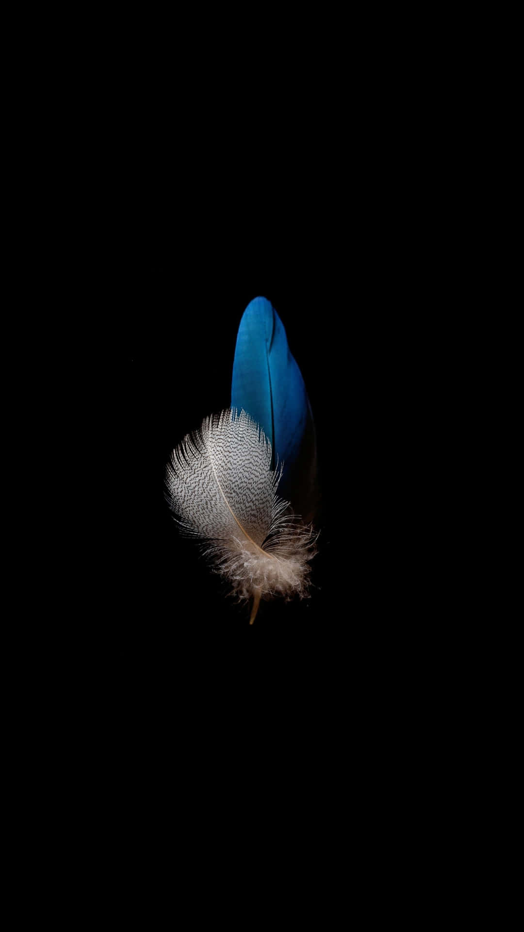 A Blue Feather On A Black Background Background