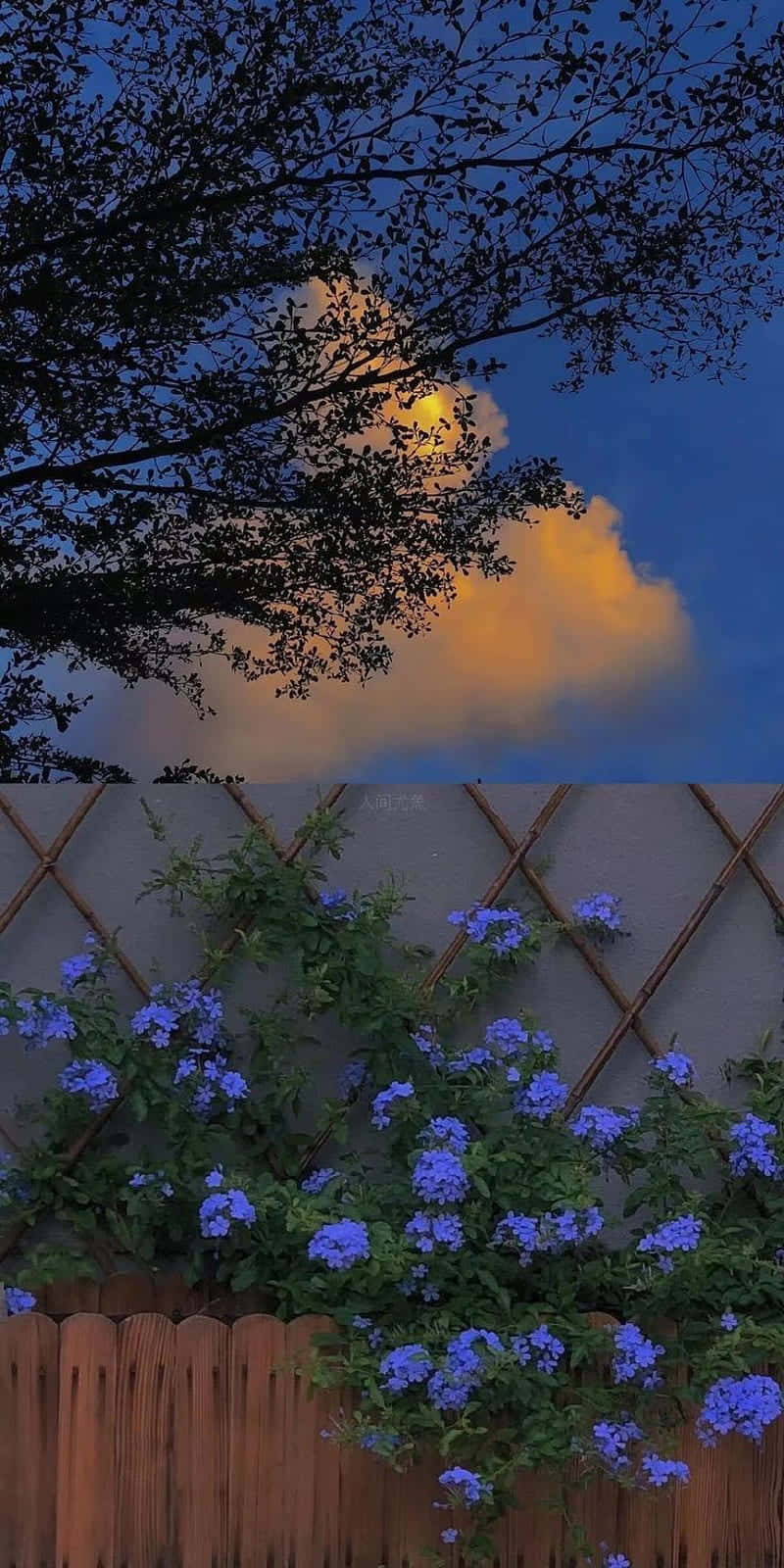 A Blue Flower In The Garden With A Cloud In The Sky Background