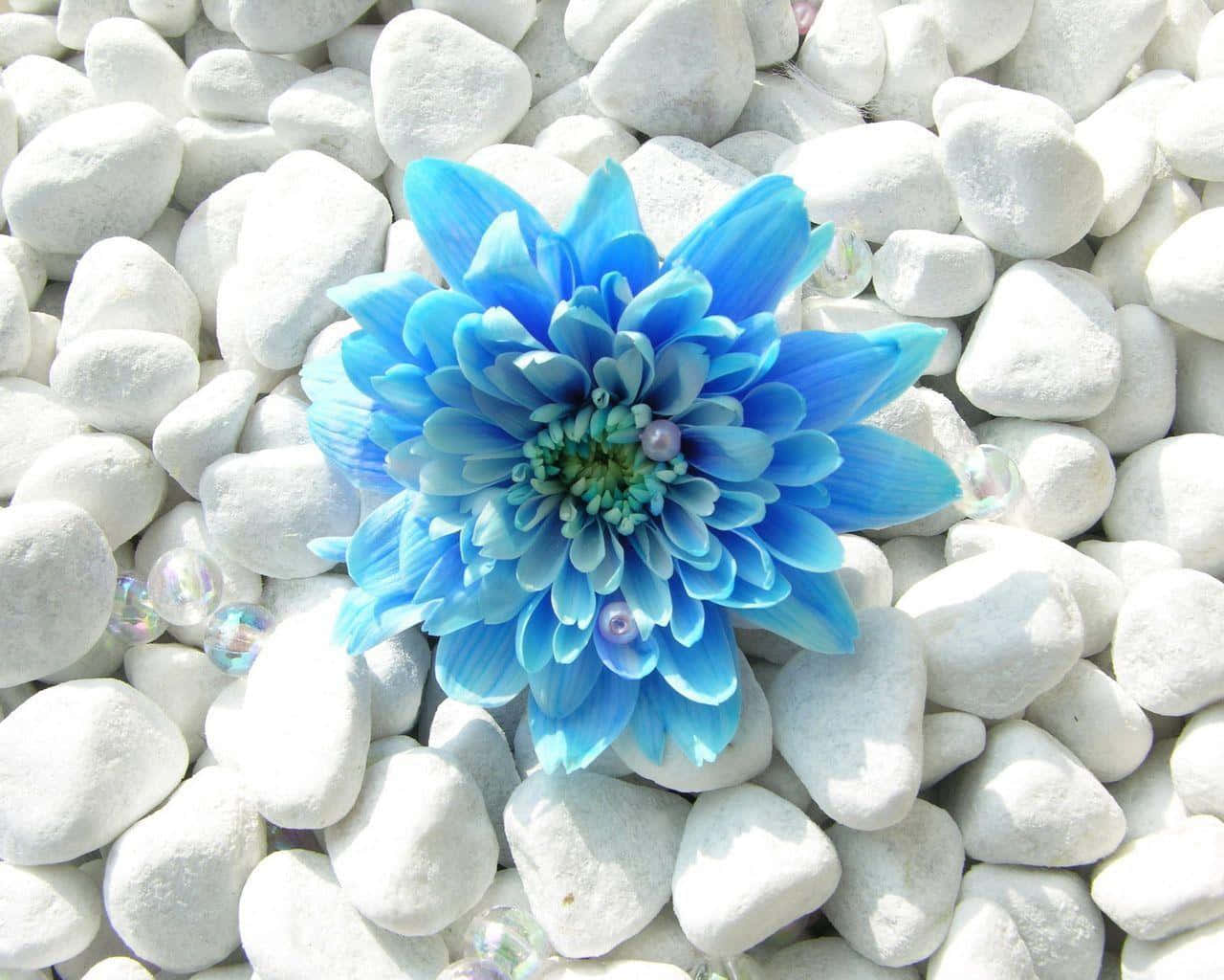A Blue Flower Is Sitting On A White Rock Background