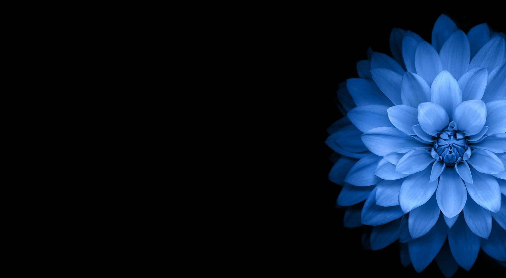 A Blue Flower On A Black Background Background