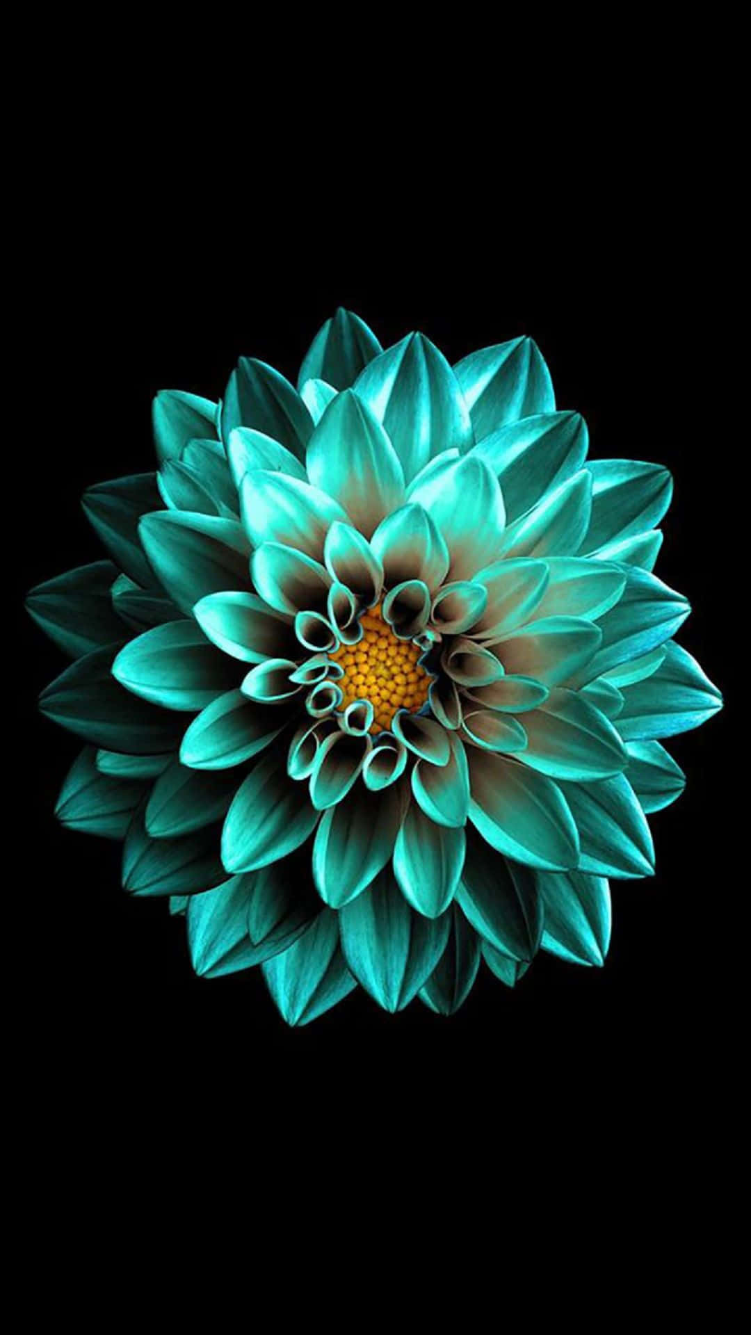 A Blue Flower On A Black Background Background