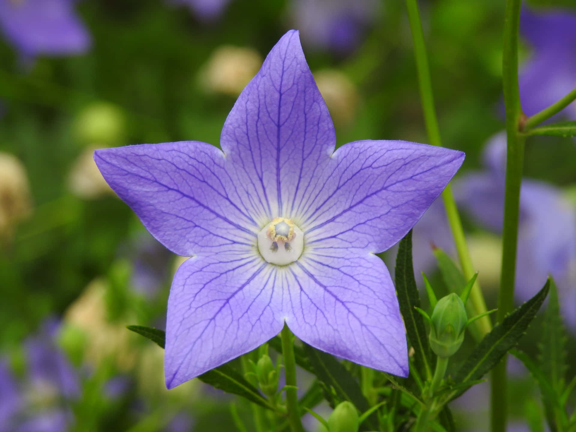 A Blue Flower With A White Center Background