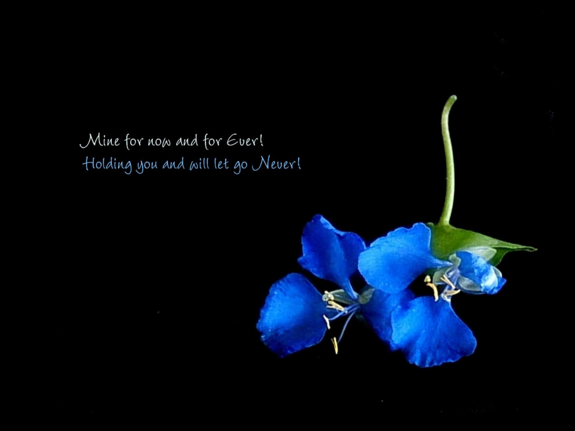 A Blue Flower With The Quote For You And Me To Be The Event