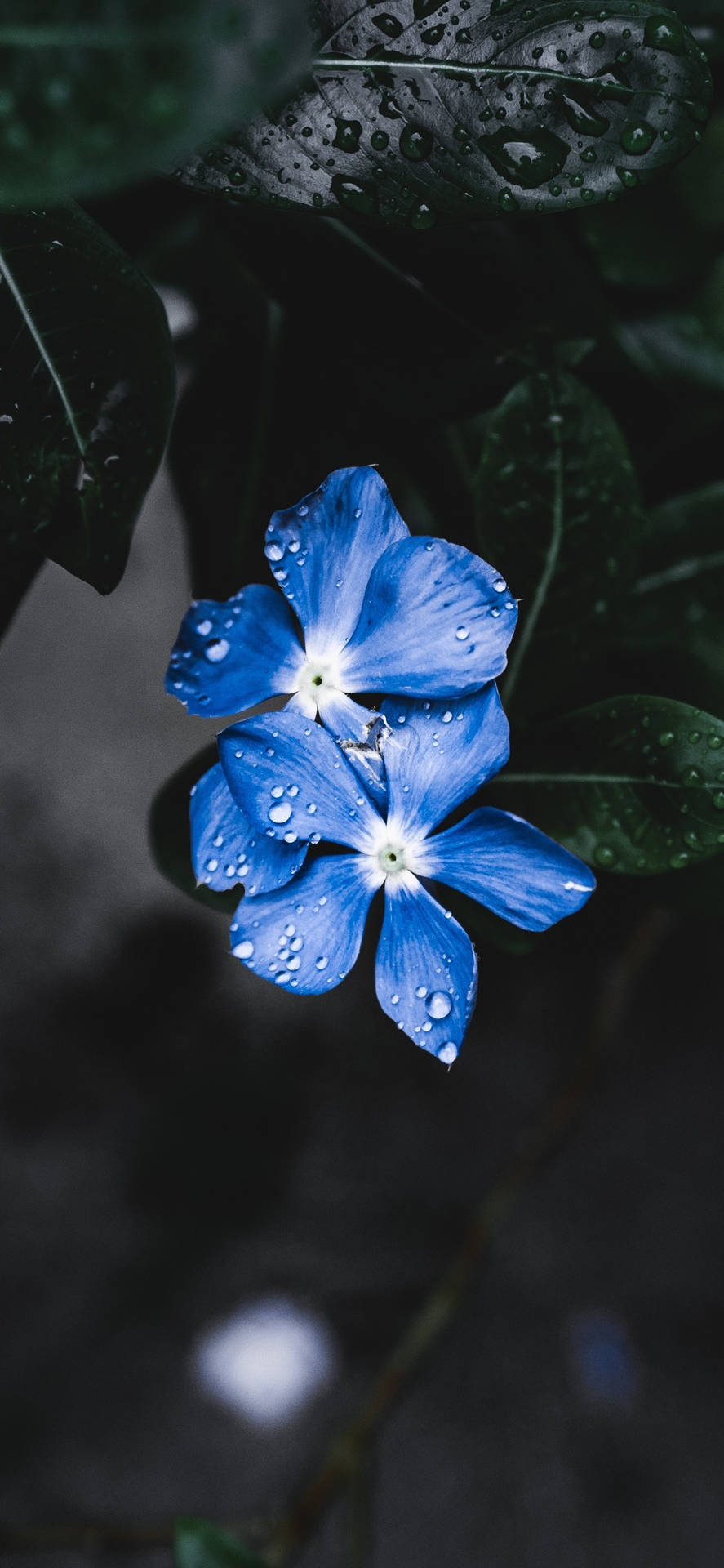 A Blue Flower With Water Droplets On It Background