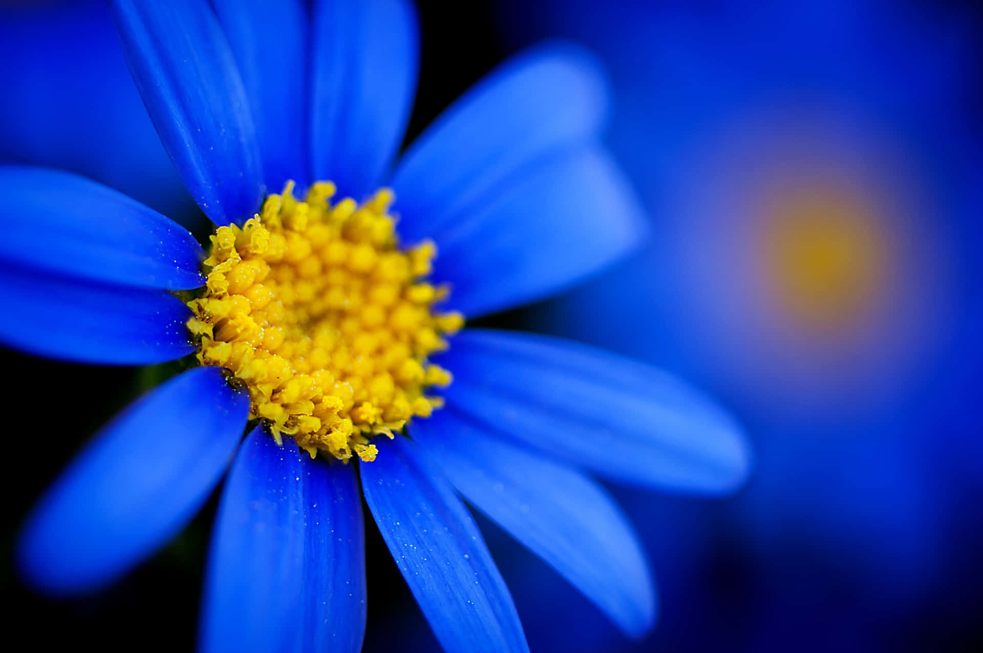 A Blue Flower With Yellow Center In The Background Background