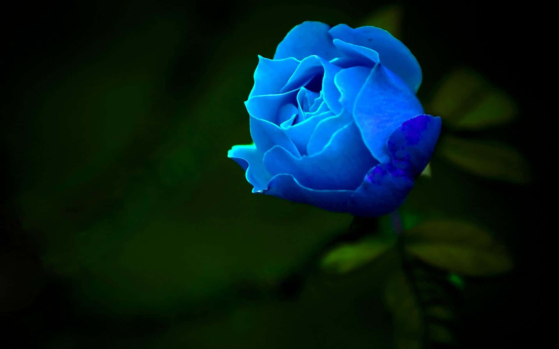 A Blue Rose Is Shown In The Dark Background