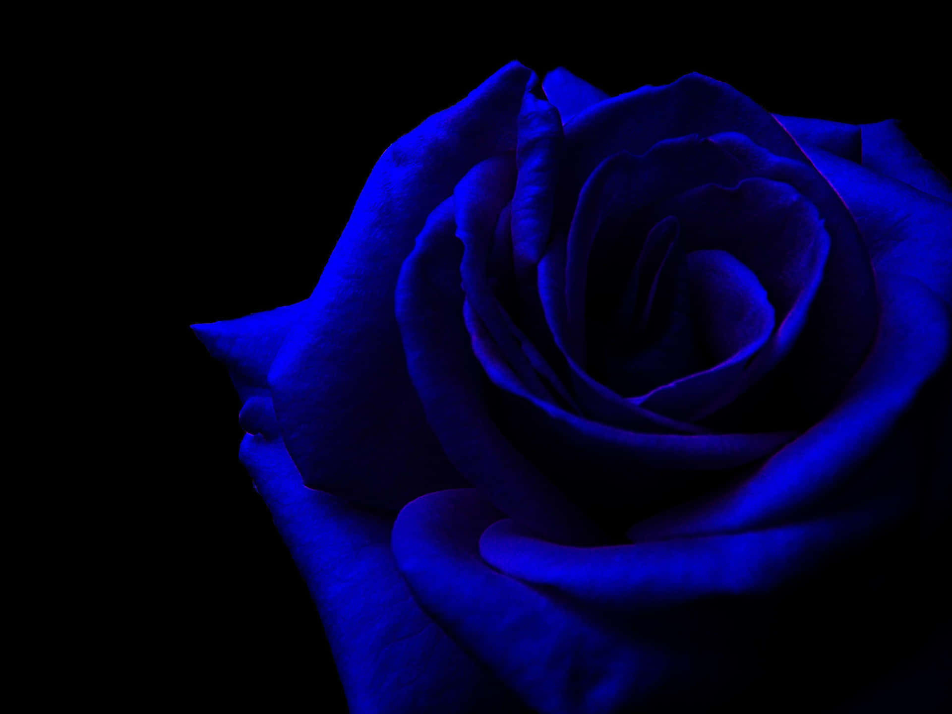 A Blue Rose On A Black Background Background
