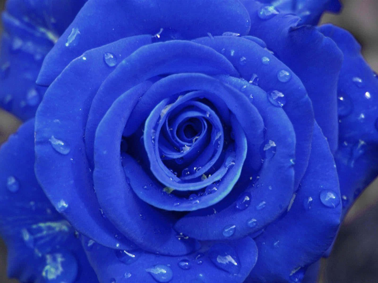 A Blue Rose With Water Droplets On It Background