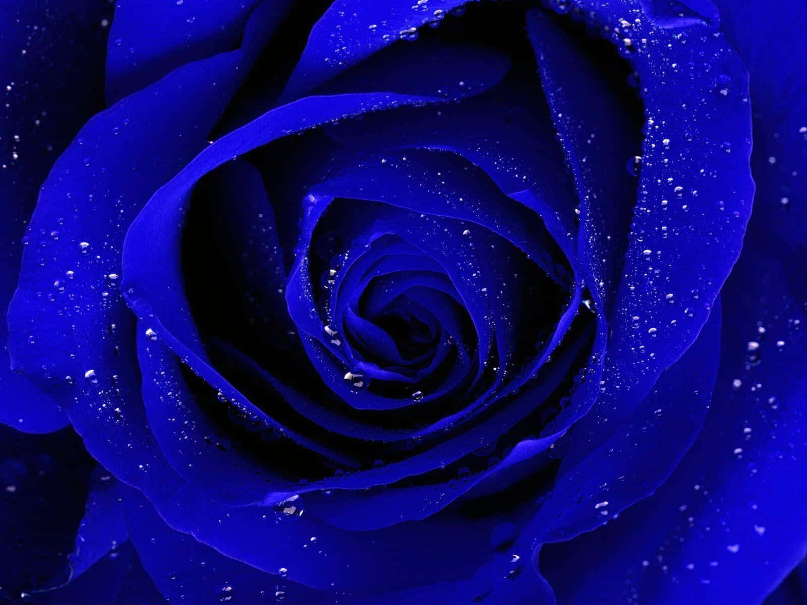 A Blue Rose With Water Drops On It Background