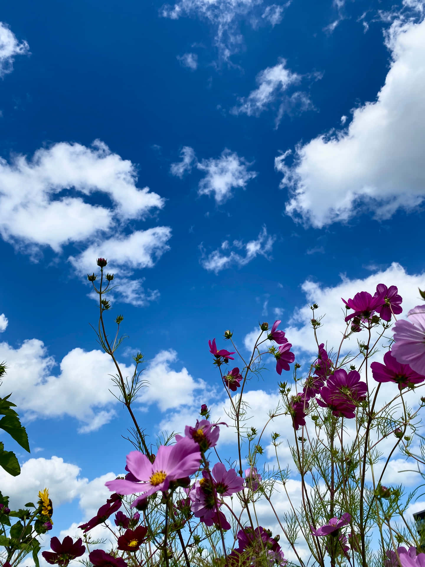 A Blue Sky With White Clouds Background