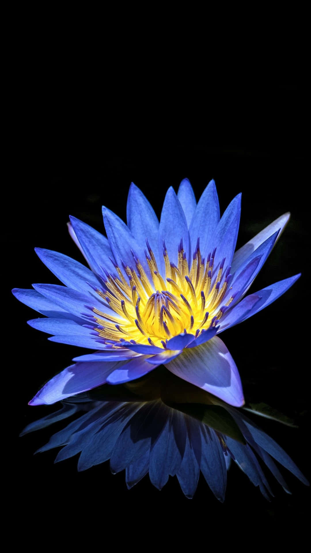 A Blue Water Lily Is Reflected In A Black Background Background
