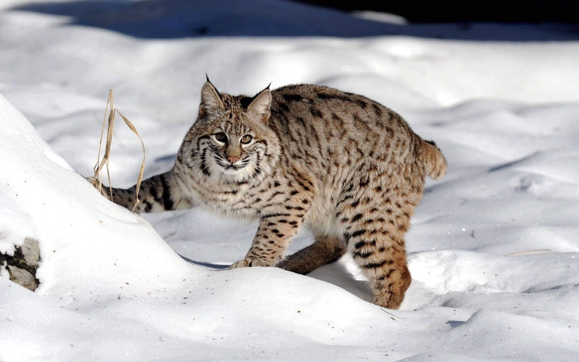 A Bobcat Walking Through The Snow Background