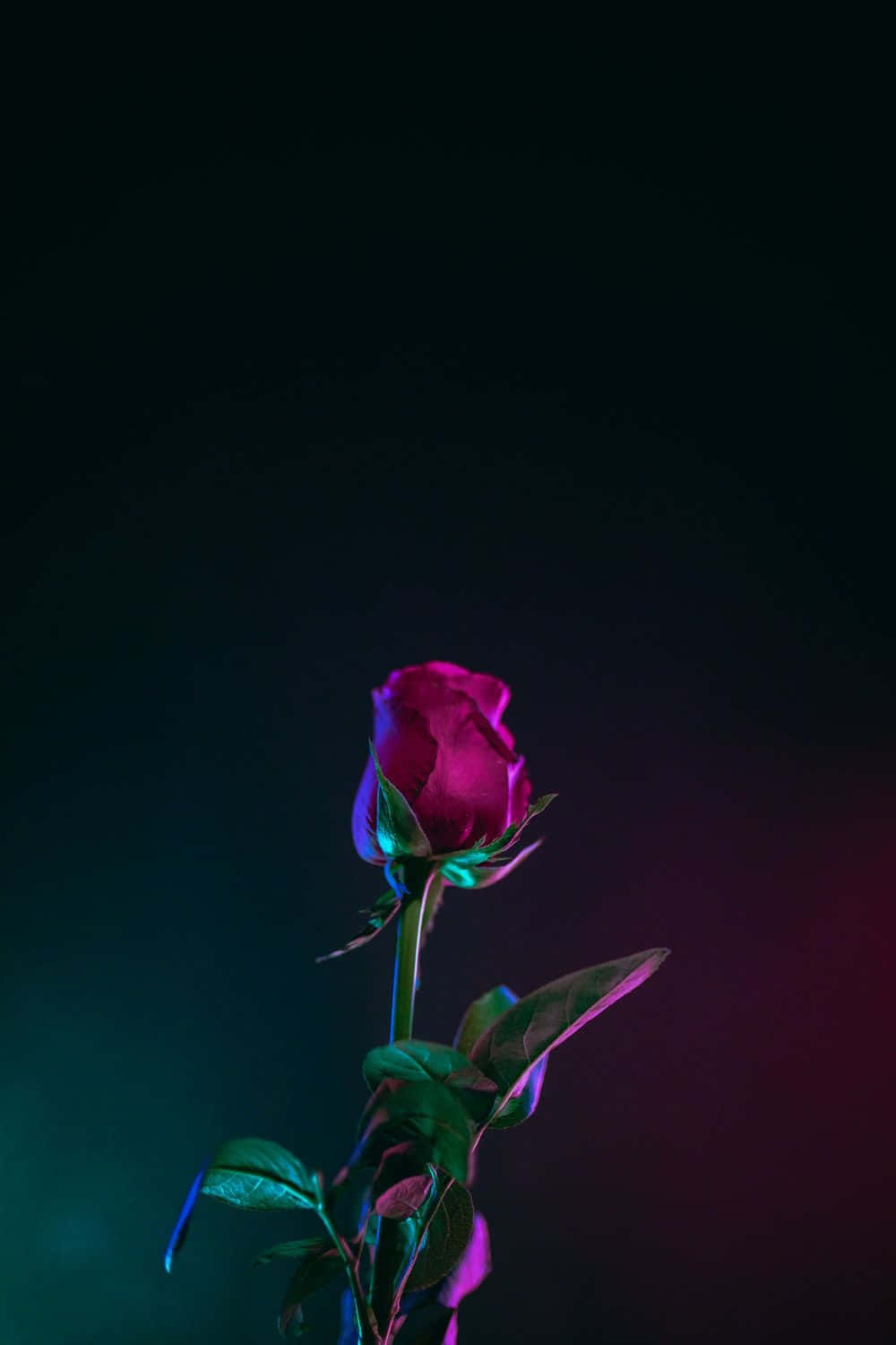 A Bold Red Rose Against A Soft Background