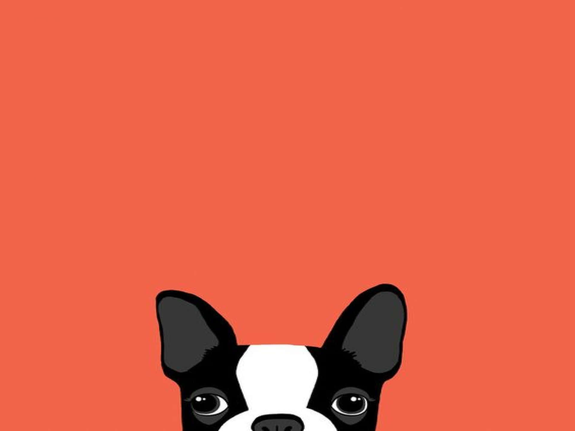 A Boston Terrier Dog On An Orange Background