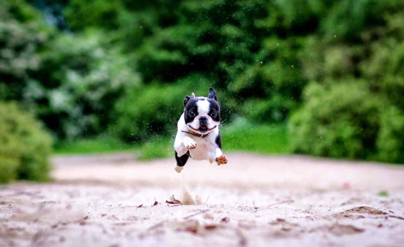 A Boston Terrier Enjoying A Sunny Day In The Park