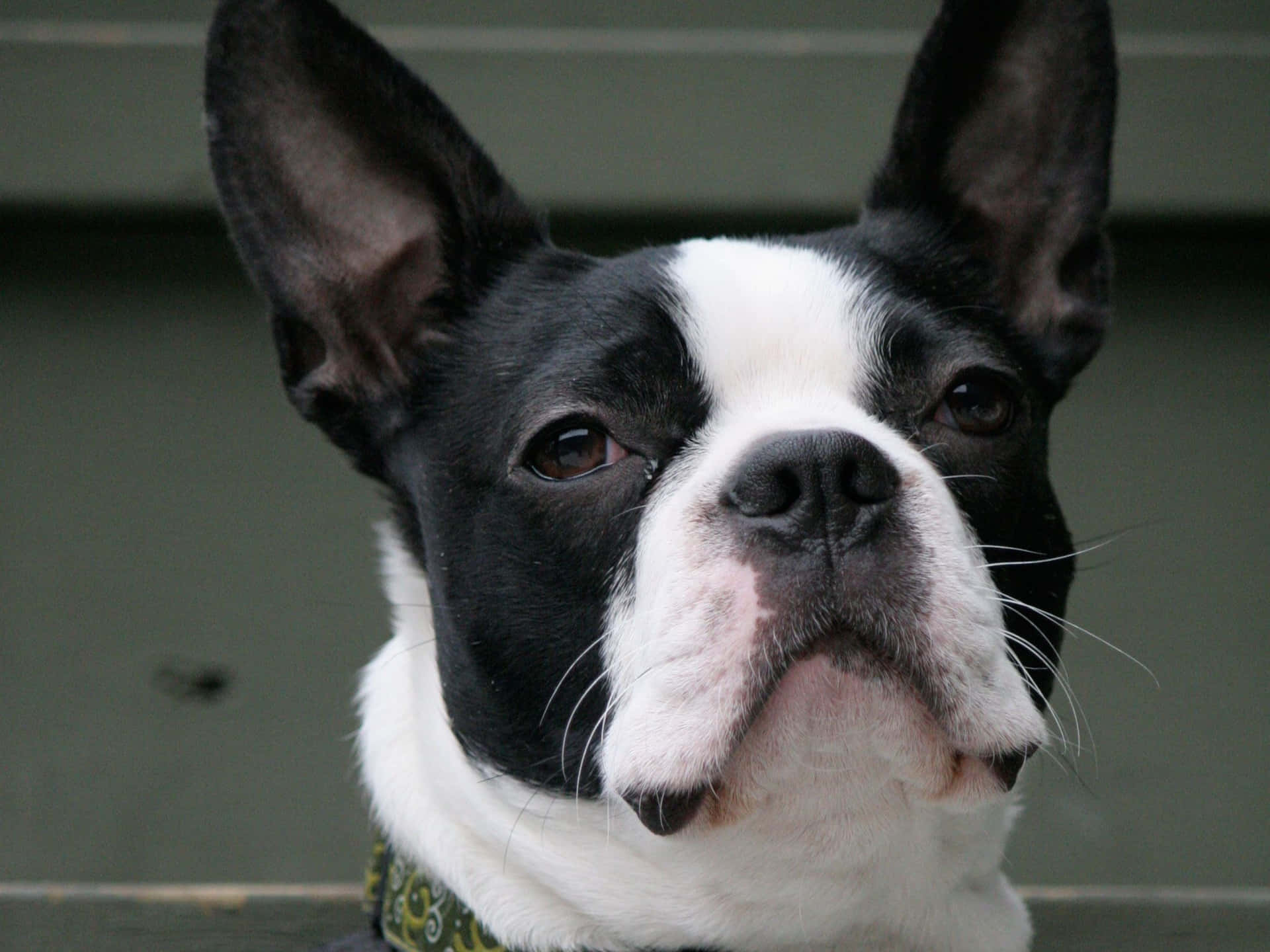 A Boston Terrier Joyfully Looking Up At The Camera Background