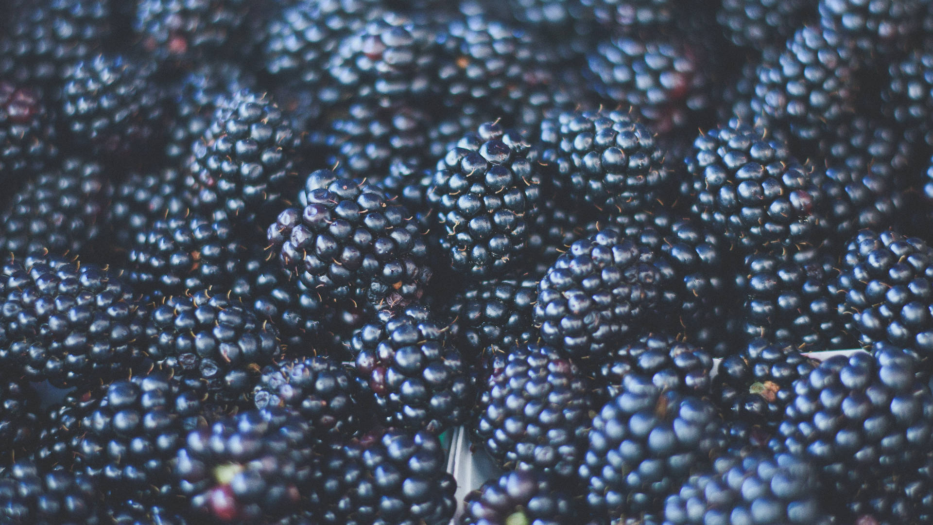 A Bountiful Harvest Of Ripe, Succulent Black Mulberries Background