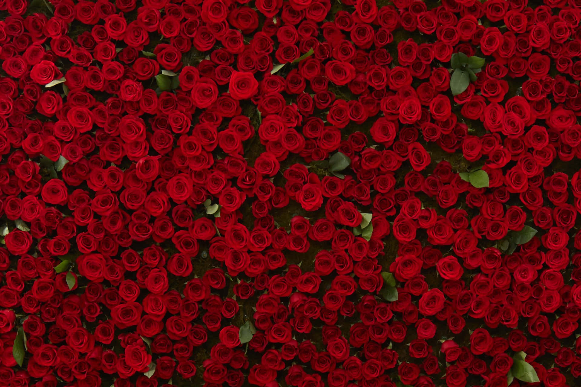 A Bouquet Of Burgundy Roses Background