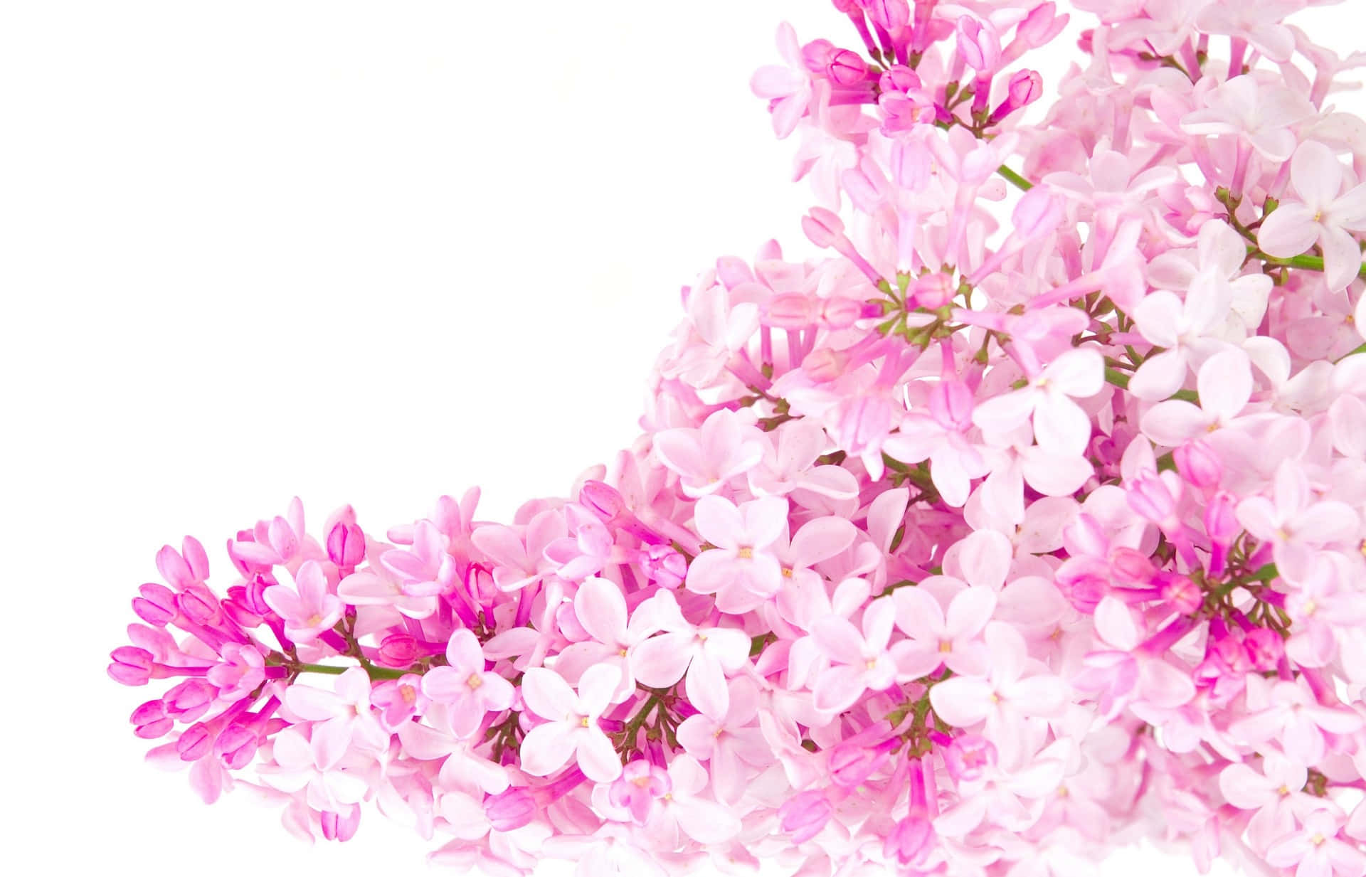 A Bouquet Of Pink Flowers On A White Background Background