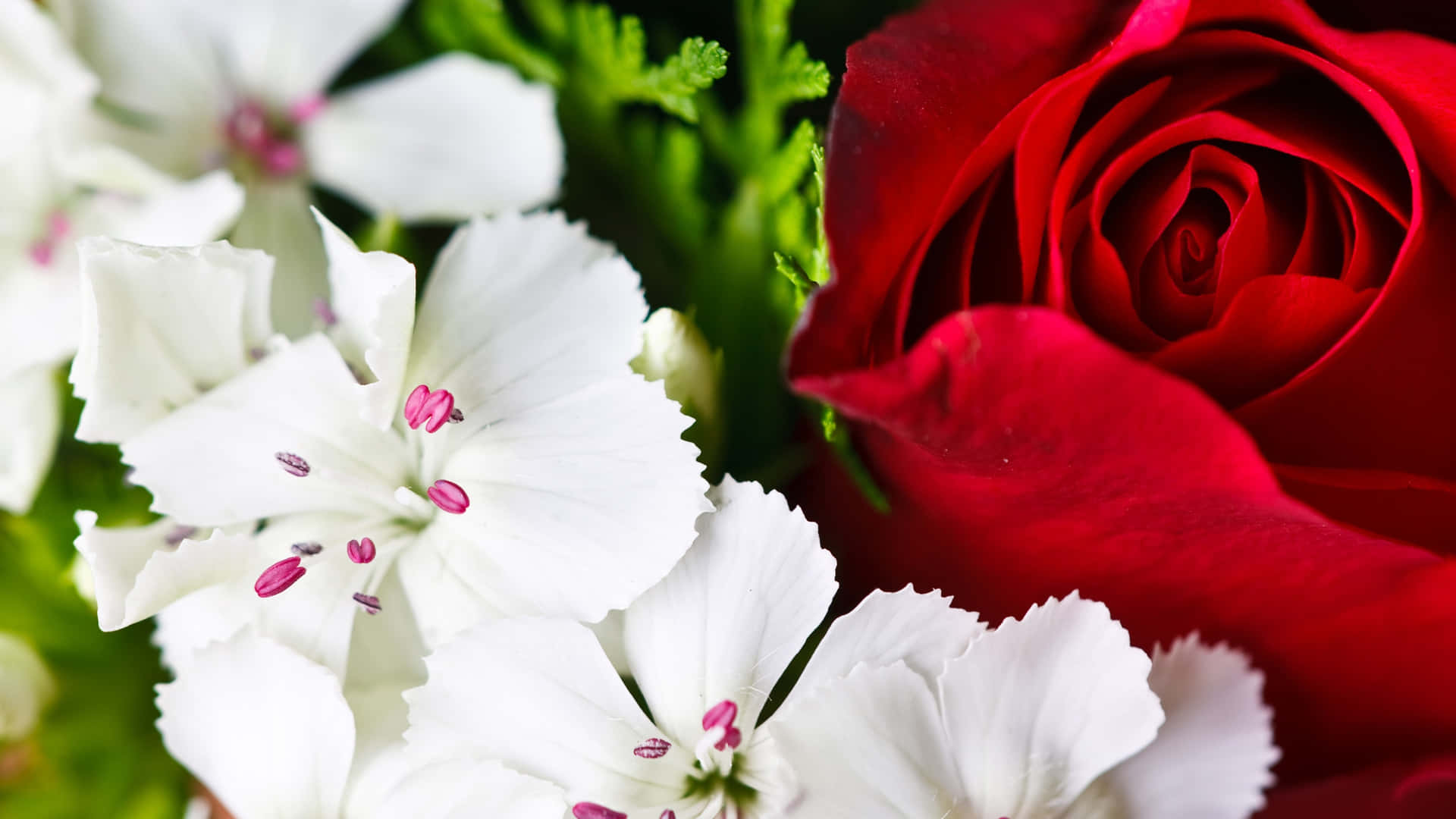 A Bouquet Of Red And White Roses Background