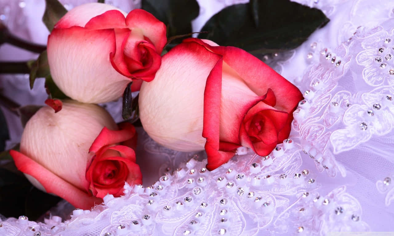 A Bouquet Of Red Roses Is Sitting On A White Cloth Background