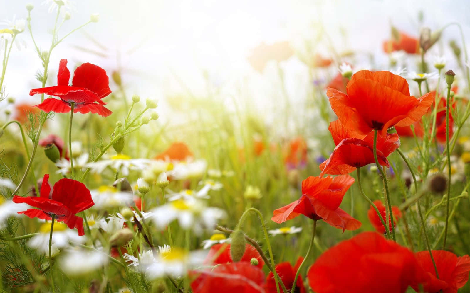 “a Bouquet Of Springtime Blooms” Background