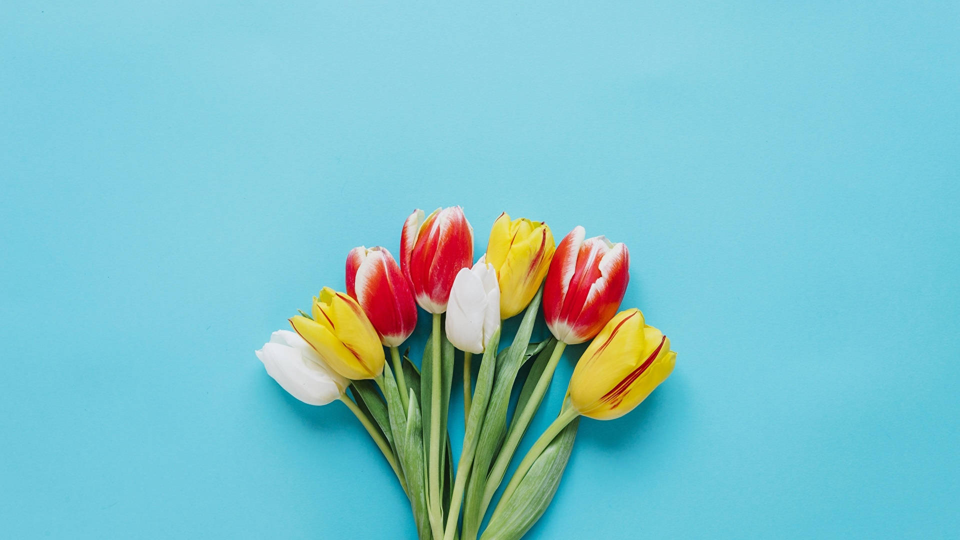 A Bouquet Of Tulips On A Blue Background Background