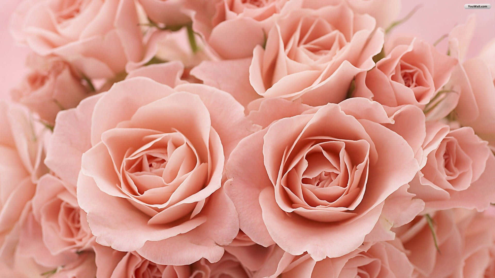A Bouquet Of Vibrant Roses To Brighten Up Your Day Background