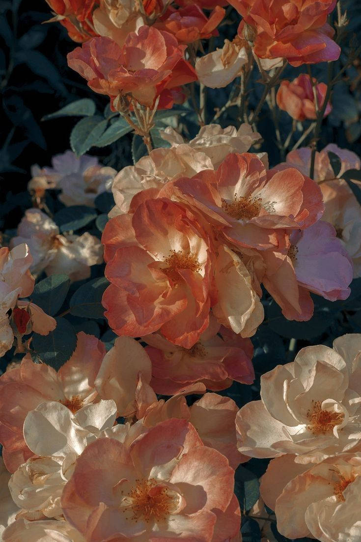 A Bouquet Of Vintage Pastel Flowers Background