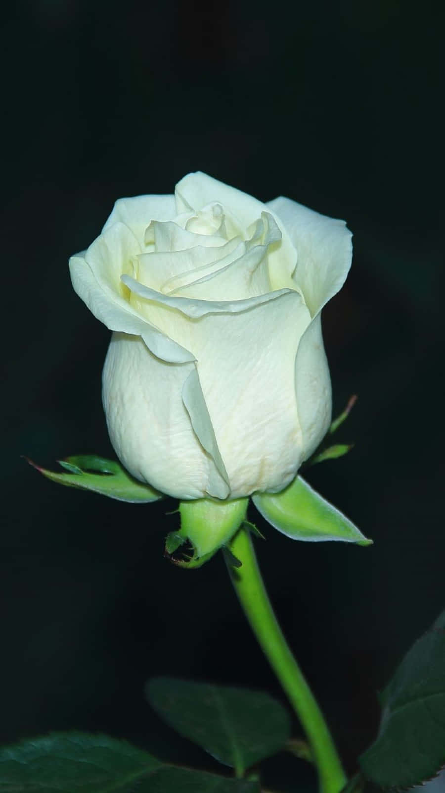 A Bouquet Of White Roses In Full Bloom