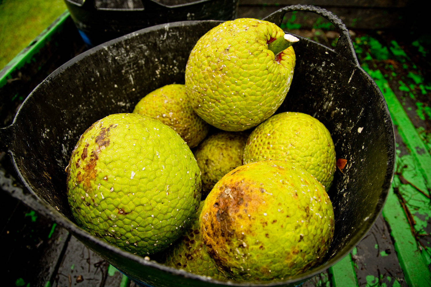 A Bowl Of Breadfruit Background