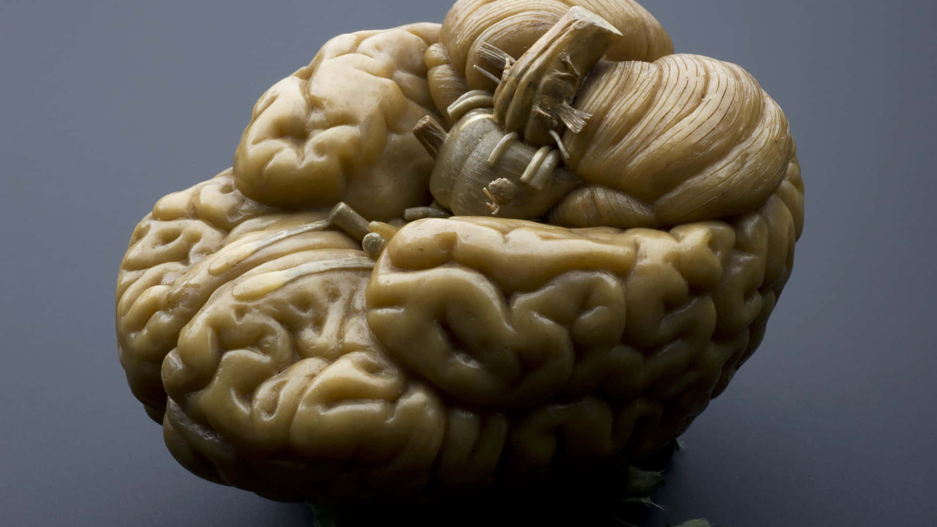A Brain Is Shaped Like A Flower Background