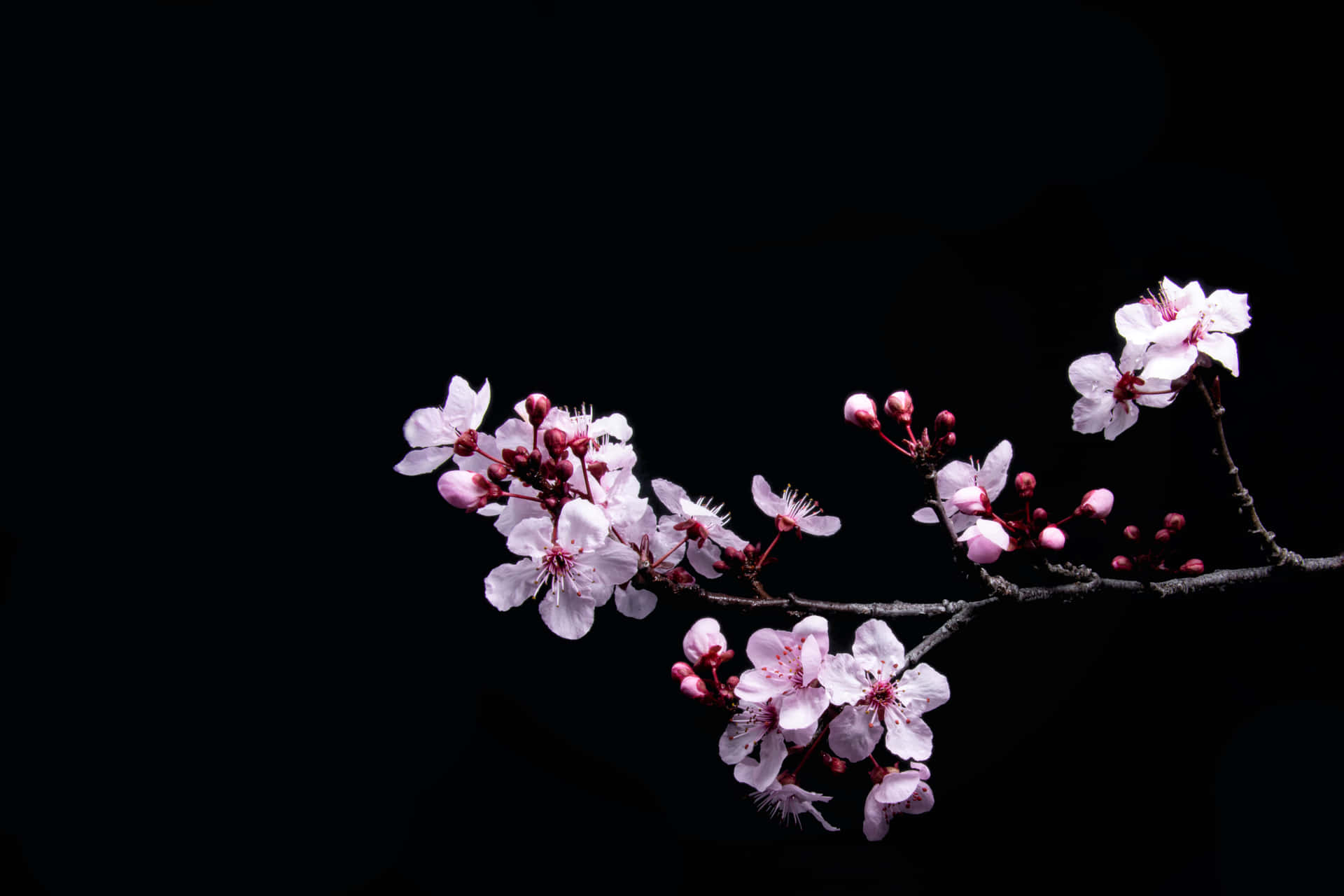 A Branch Of Cherry Blossoms Against A Black Background Background