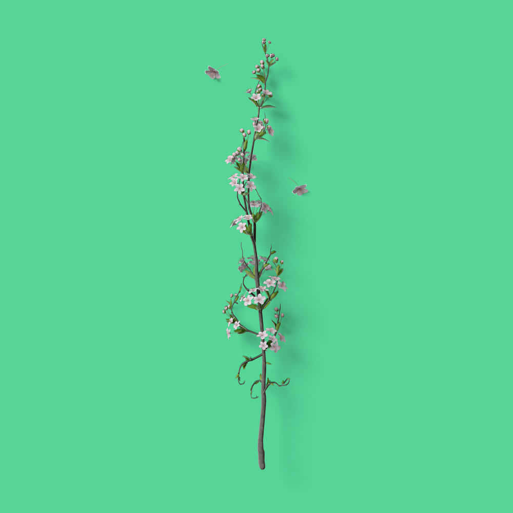 A Branch With Flowers On A Green Background Background
