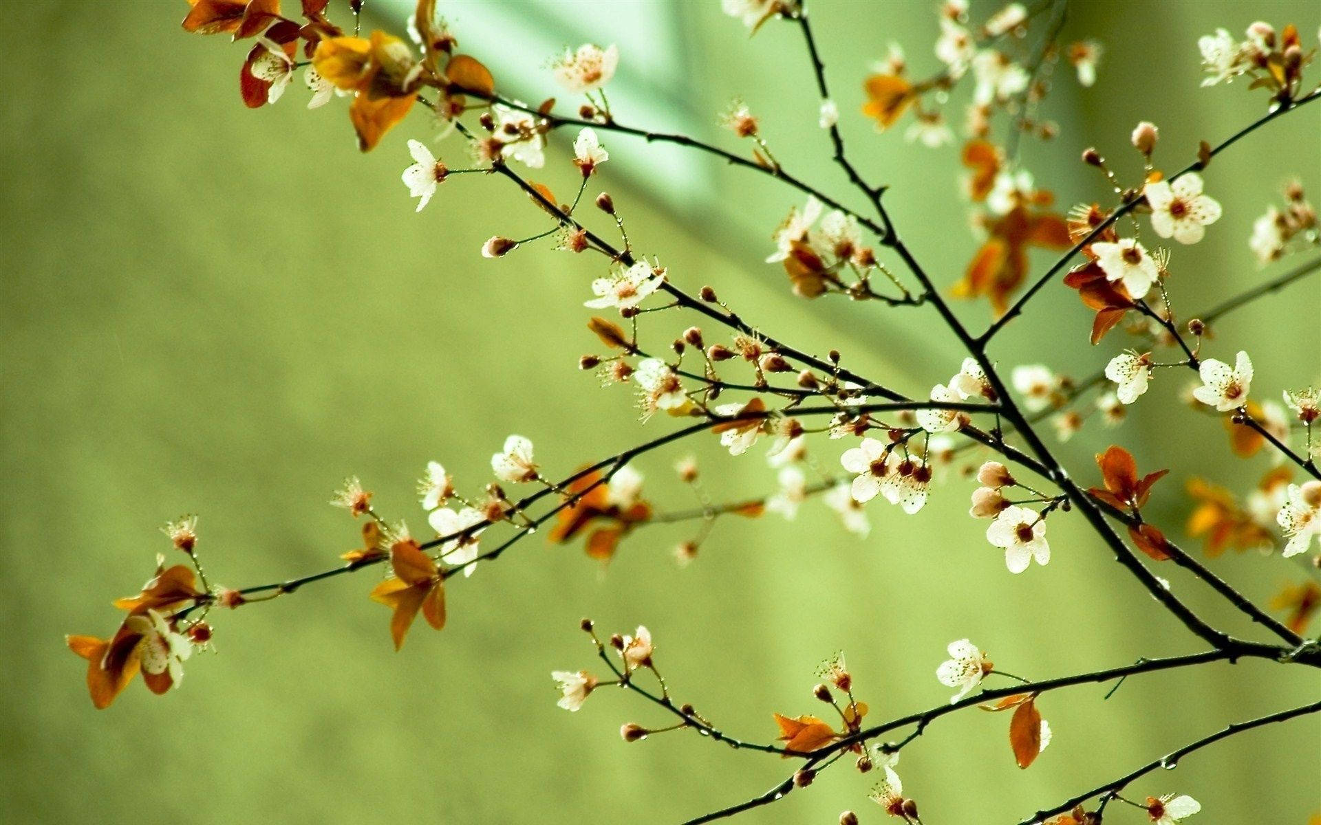 A Branch With Flowers On It Background