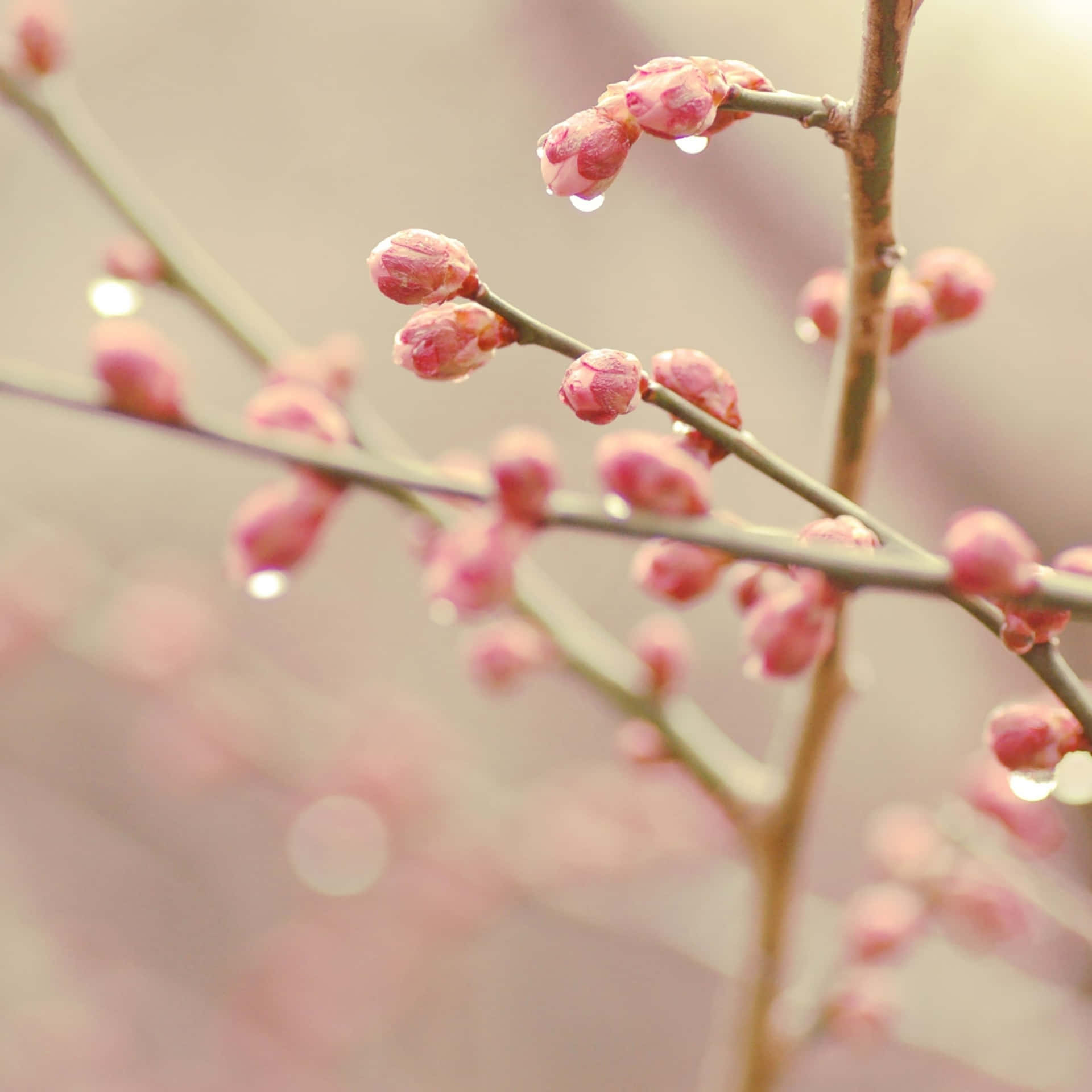 A Branch With Pink Flowers Background