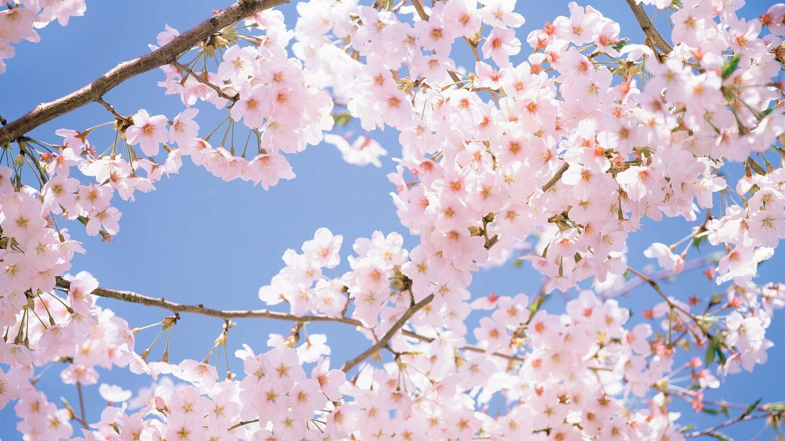 A Breathetaking View Of A Pink Cherry Blossom Tree Background